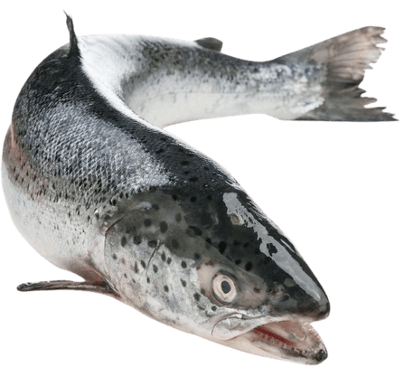 Foodking - Fast Food Restaurant WordPress Theme